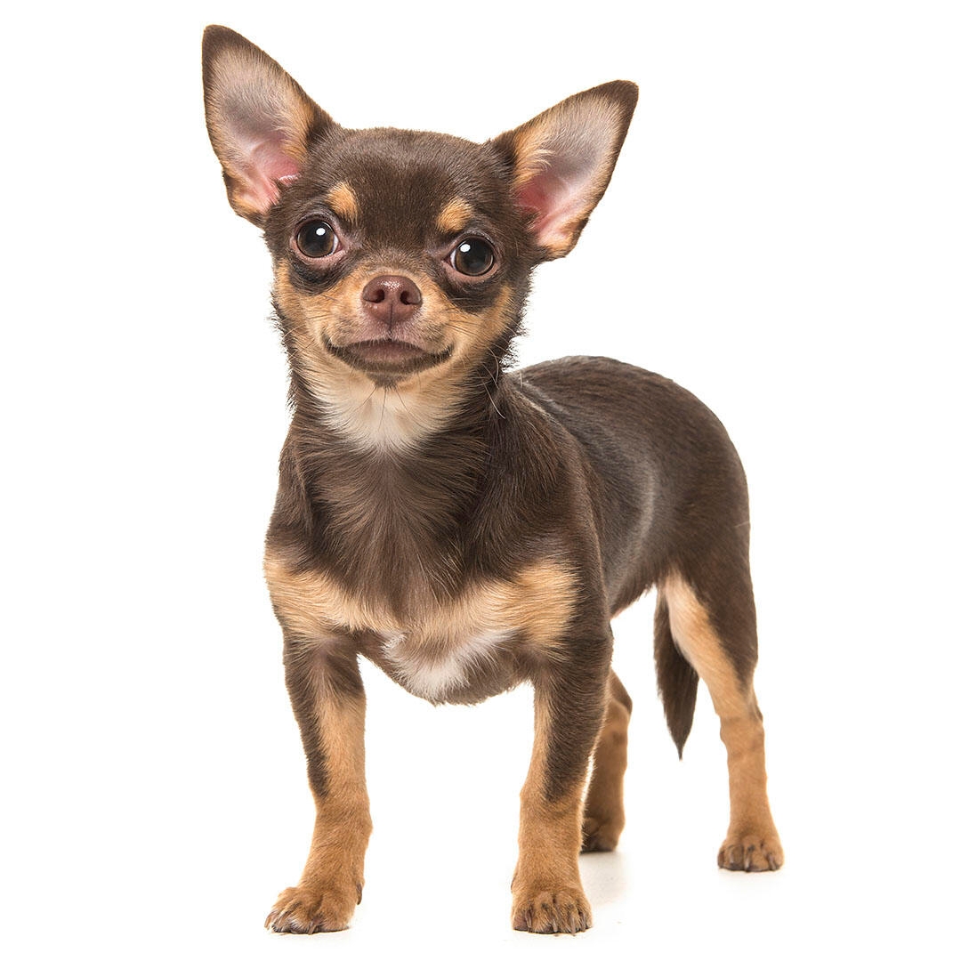 Chihuahua hotsell coat types