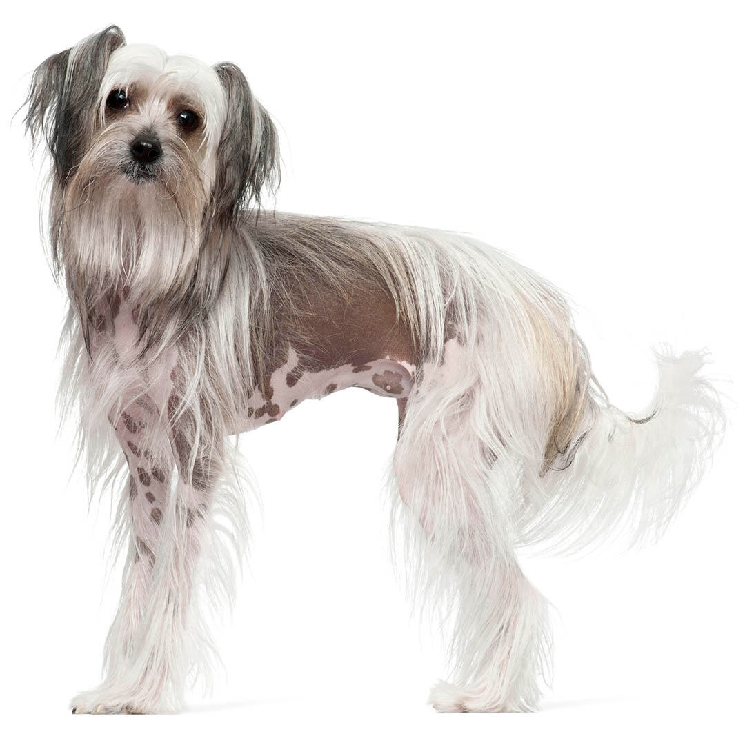 Chinese crested hot sale short hair