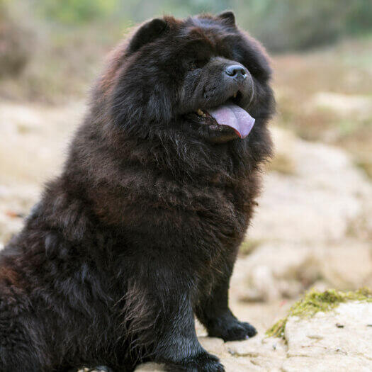 purina bear chow