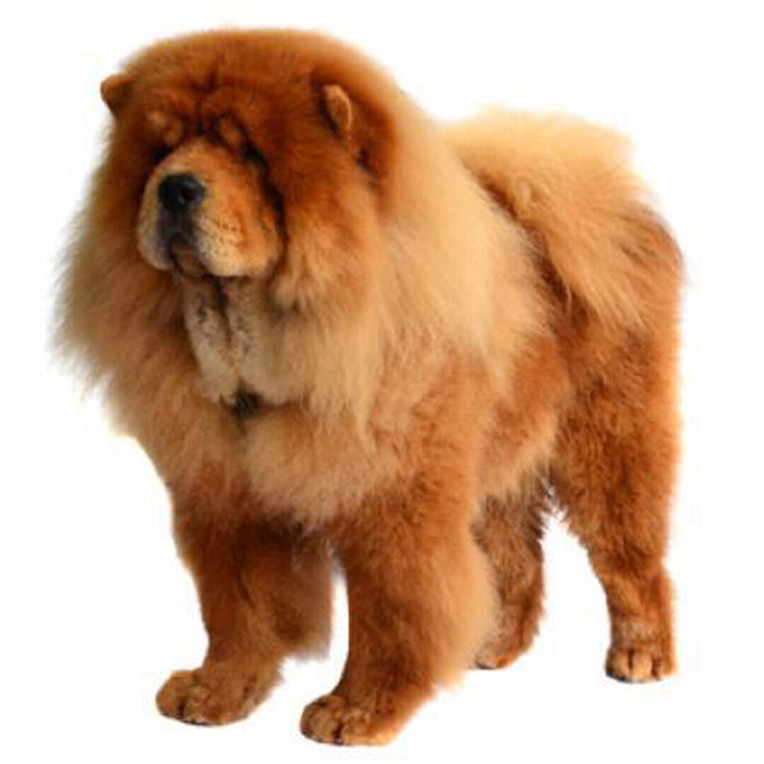 Types of chow chow 2024 dogs