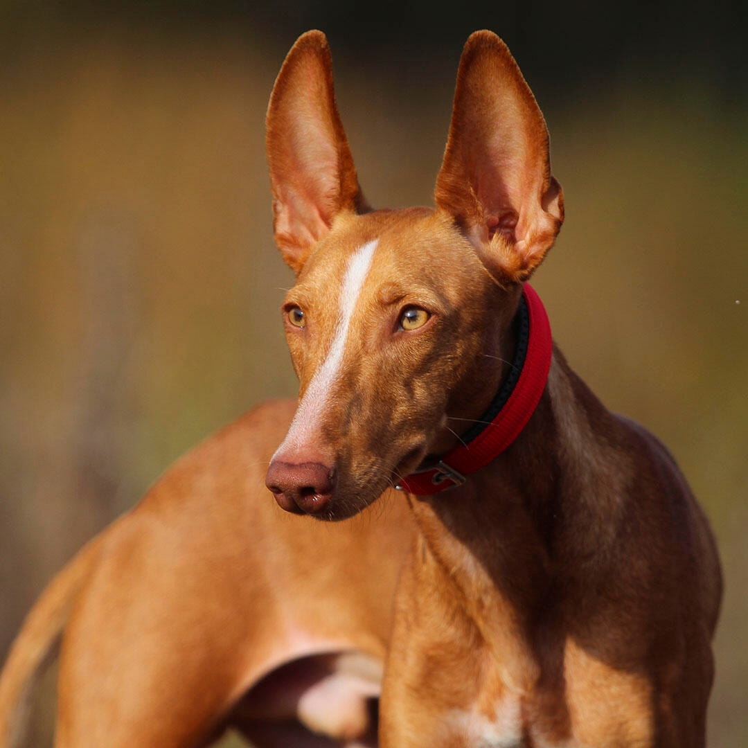 Sicilian store hunting dog