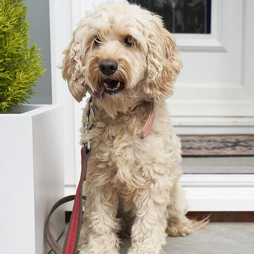 Cockapoo kennel shop