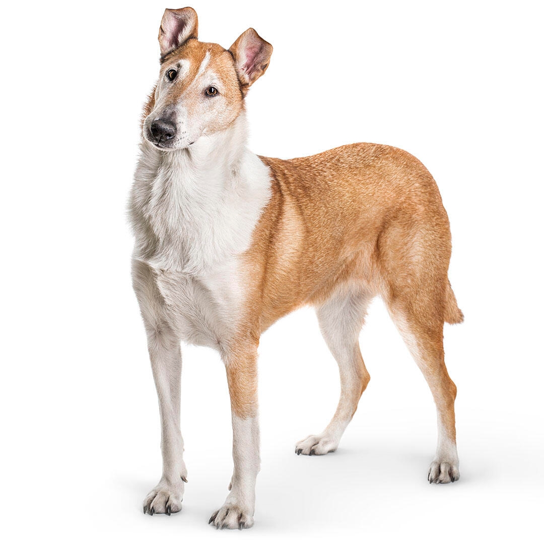 Collie (Rough) Dog Breed Information