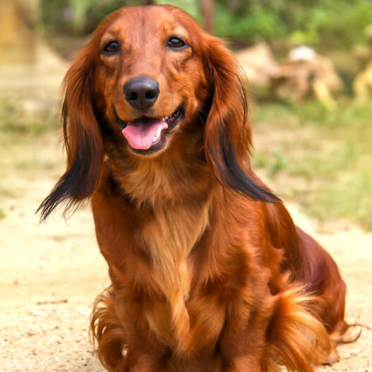 are long haired dachshunds good dogs