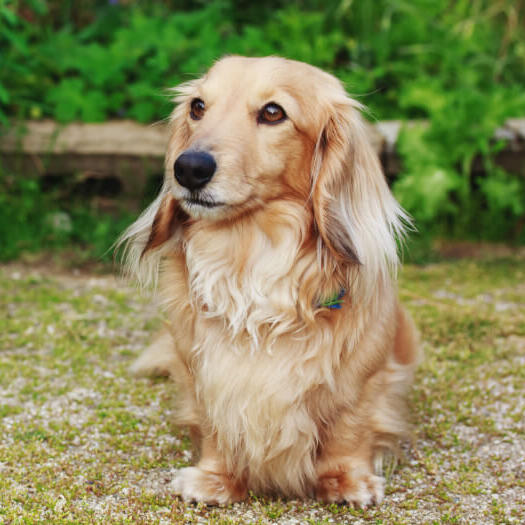 Miniature Long-Haired Dachshund standing in the yard