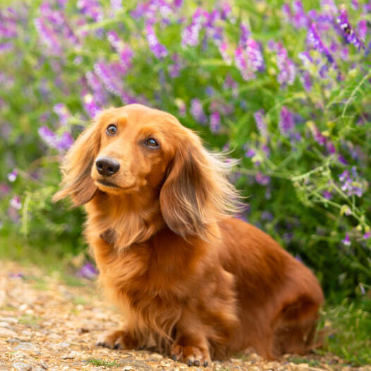 long haired red dapple dachshund