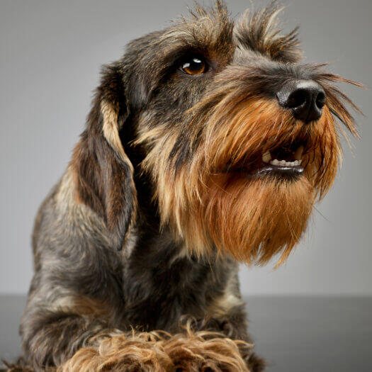 rough coated sausage dog