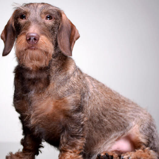 Dachshund (Wire Haired) Dog Breed Information | Purina