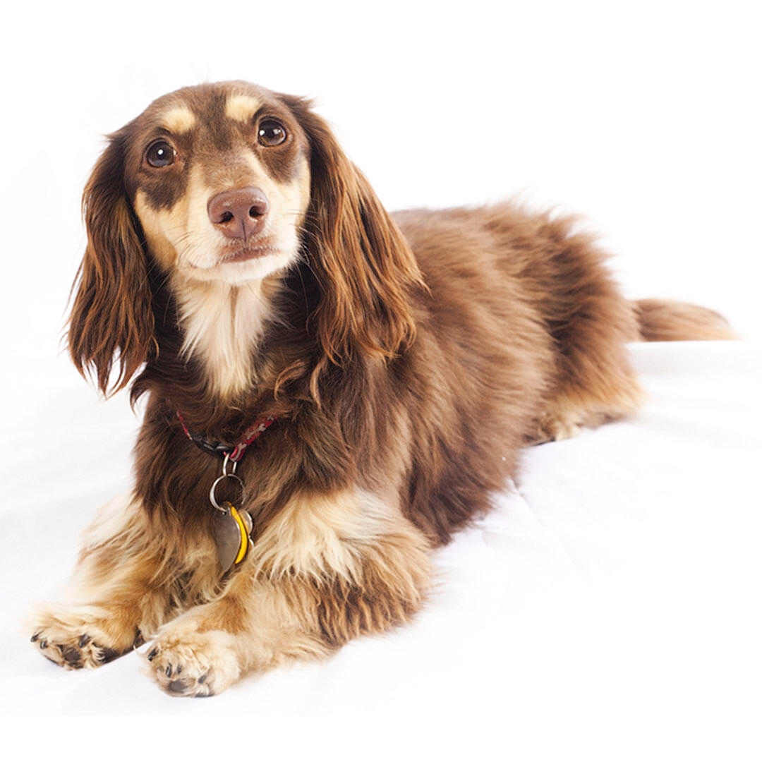 Long haired yellow clearance dachshund