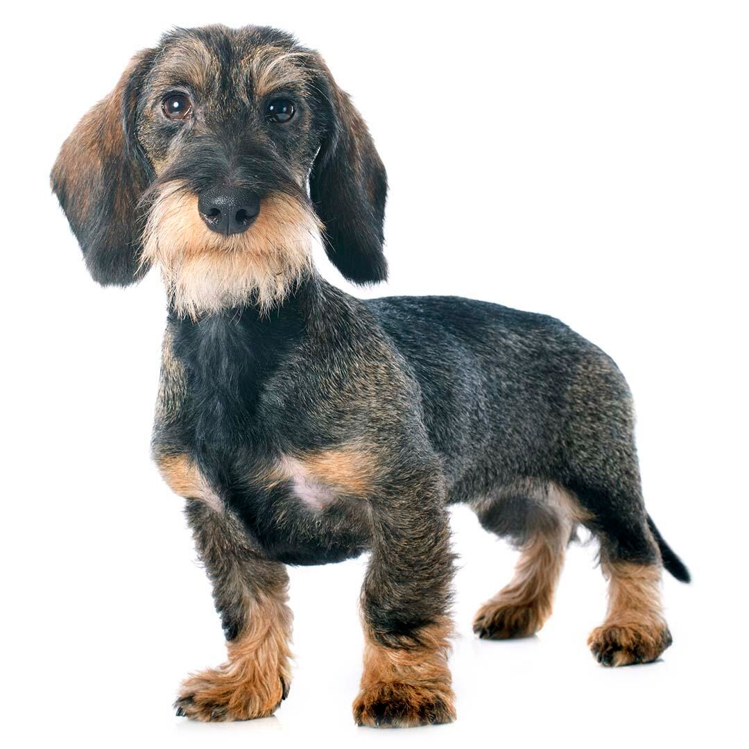 Hairy hotsell sausage dog