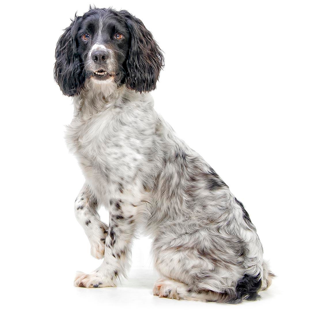 Large 2025 springer spaniel