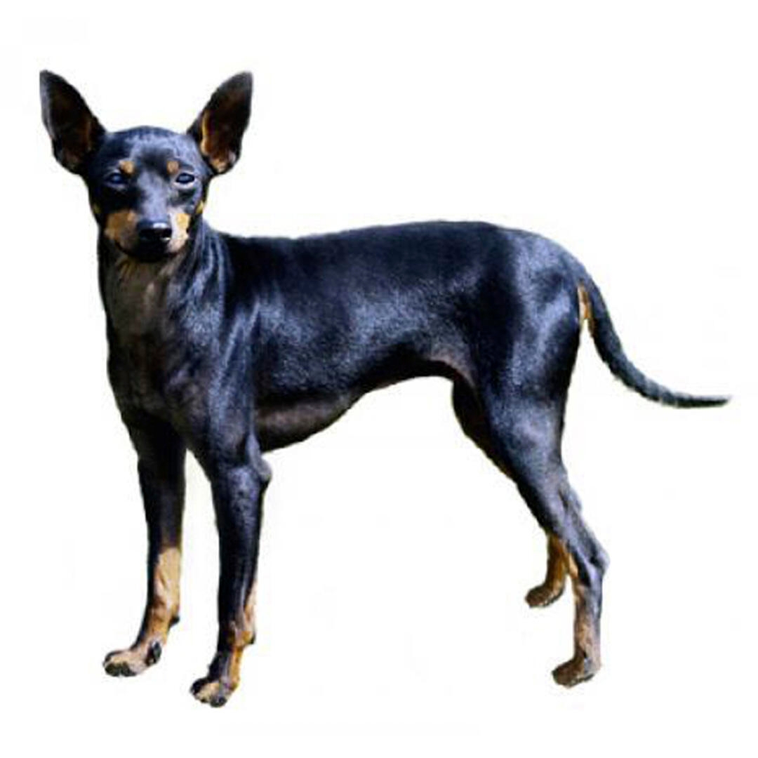 English toy terrier puppy for clearance sale