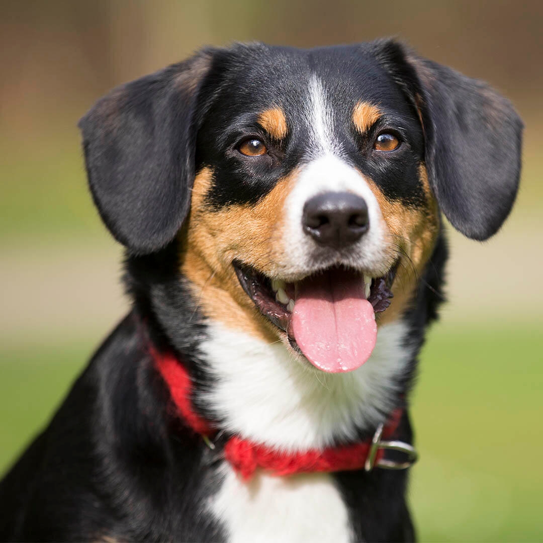 Entlebucher mountain best sale dog cost