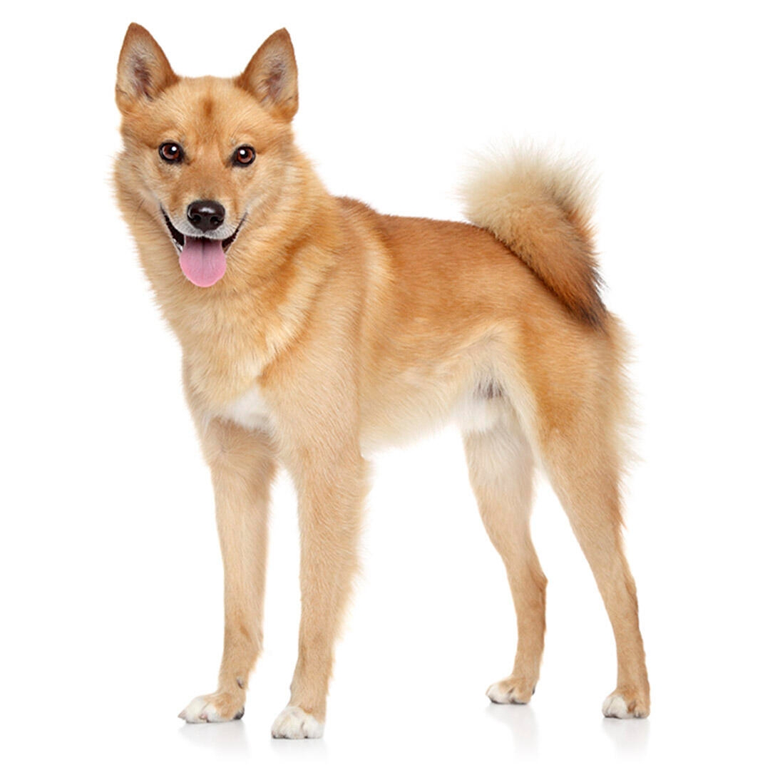 Finnish Spitz Dog Breed