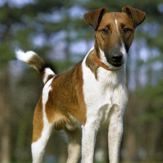 smooth coat fox terrier