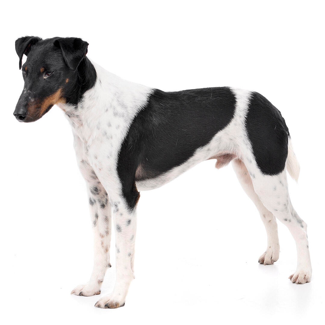 Smooth coat sales fox terrier