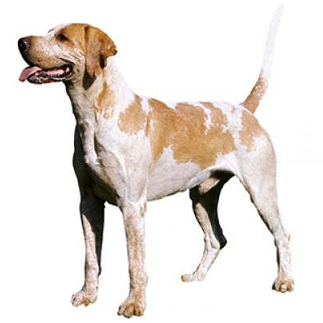 Red 2024 foxhound dog