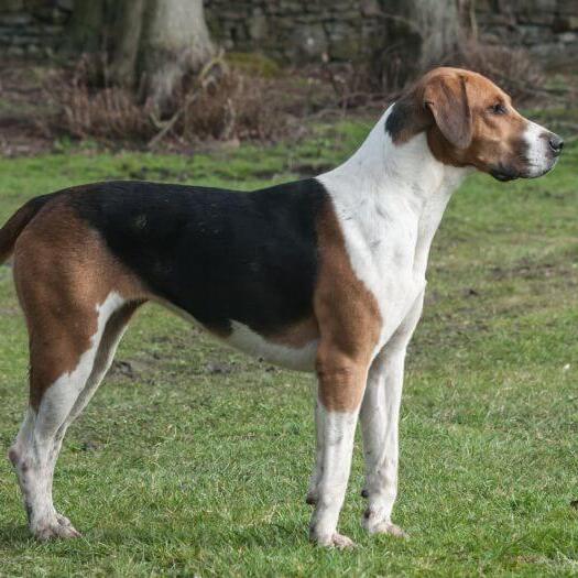 English store foxhound dog