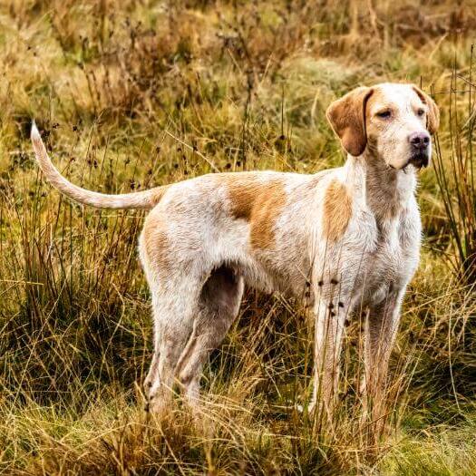 Pictures store of foxhounds