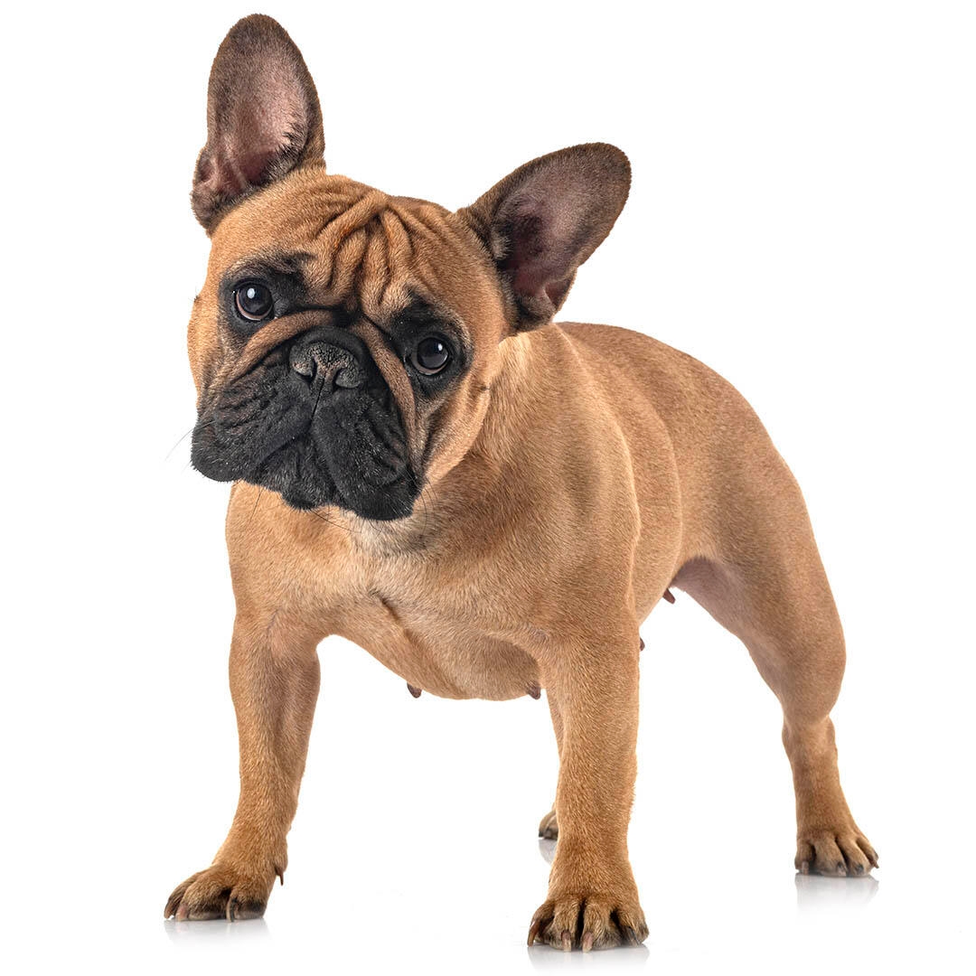 French bulldog shop small breed