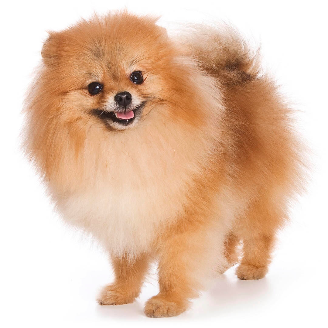 German spitz best sale and pomeranian