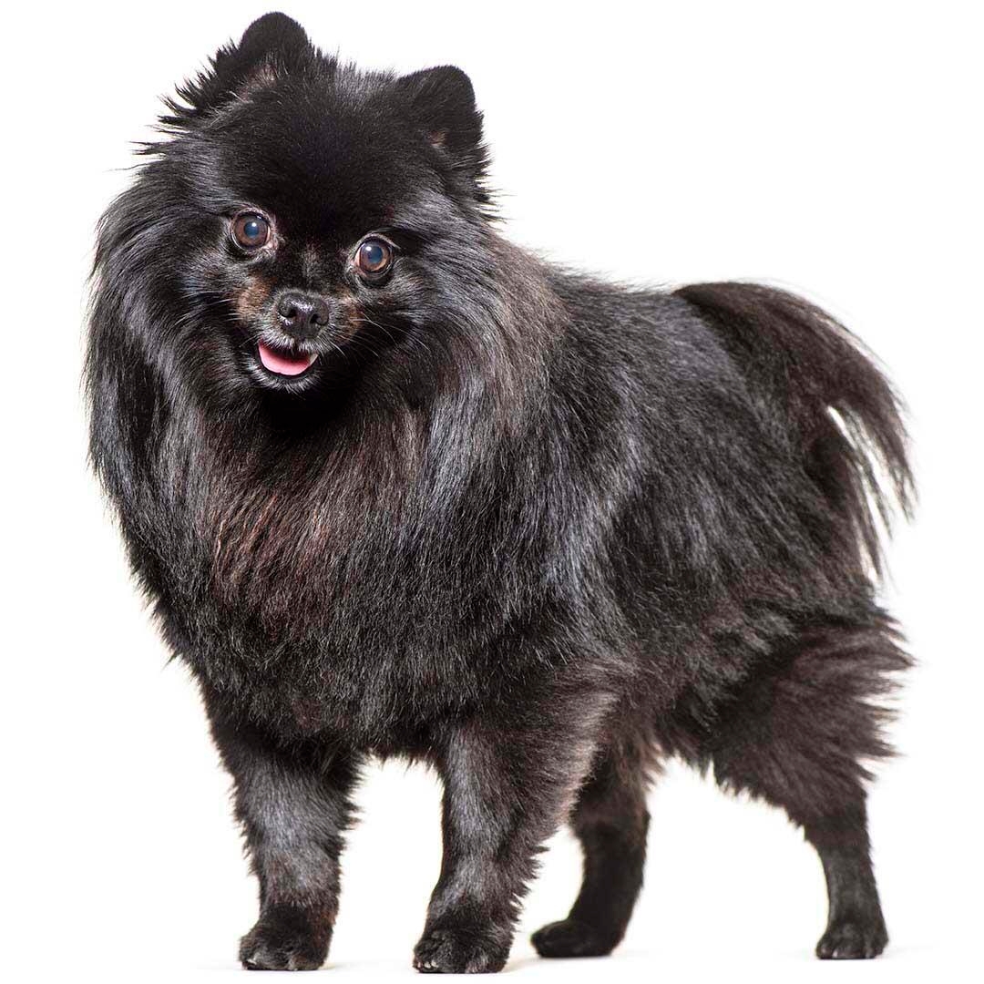 Giant fashion german spitz for