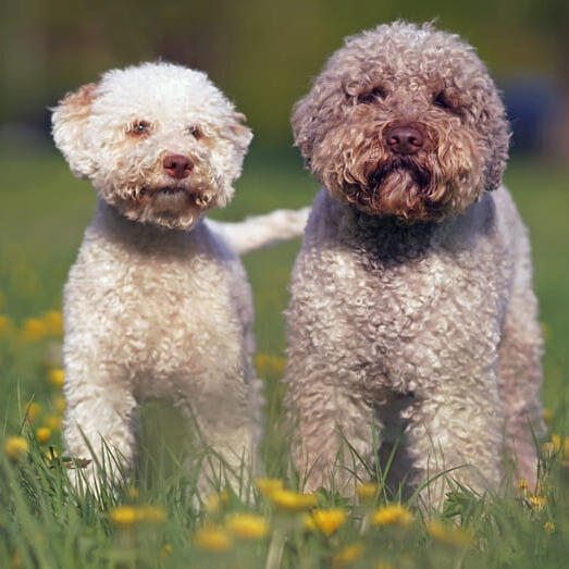 Lagotto store dog breed