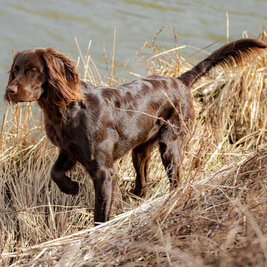 Long haired clearance german pointer puppies