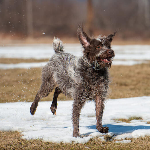 Korthals sales griffon dog