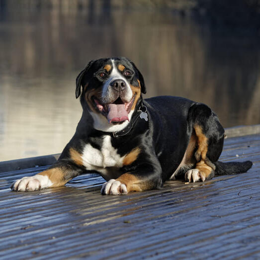 Big swiss hot sale mountain dog