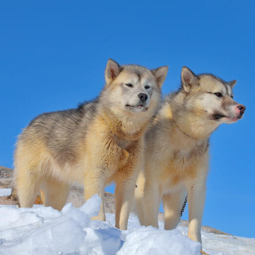 are there puppies in greenland