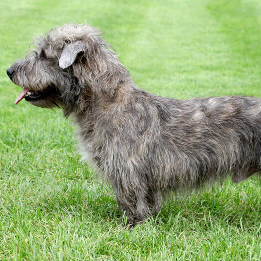 Small short legged store terrier