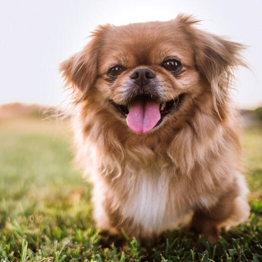 Short hot sale haired pekingese