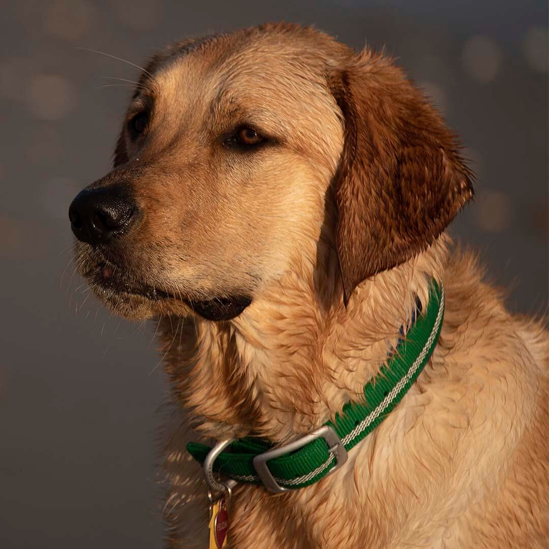 Goldador retriever sales