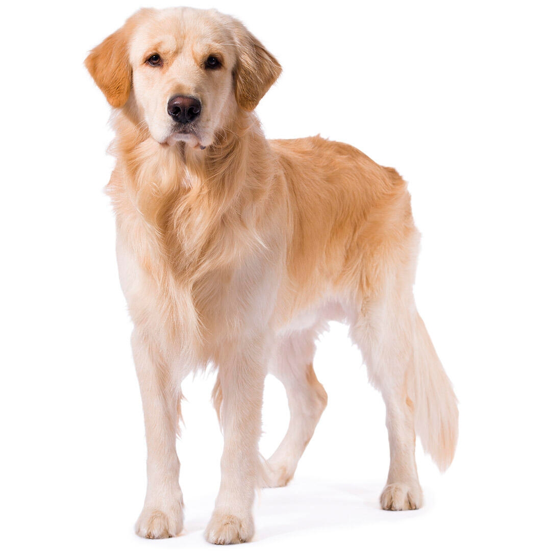 Golden Retriever Dog Breed Information | Purina