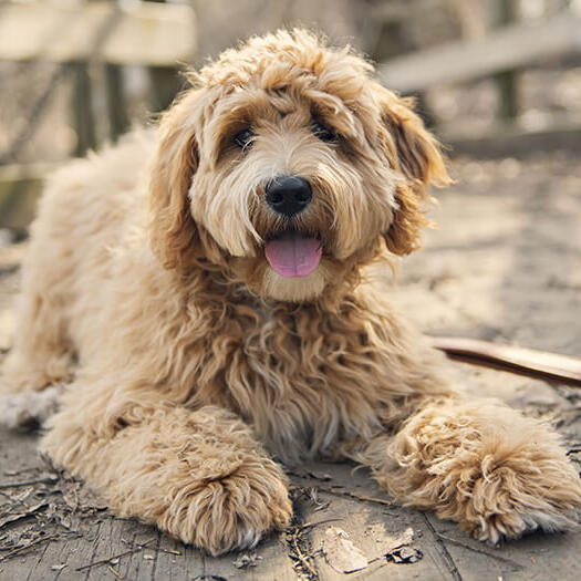 Goldendoodle Dog Breed Facts & Information
