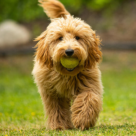 how big will my puppy get goldendoodle