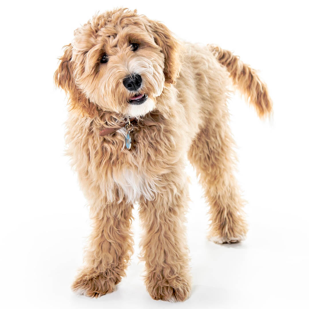 Large sales goldendoodle weight