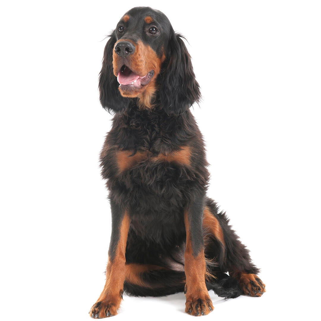 Field bred deals gordon setter