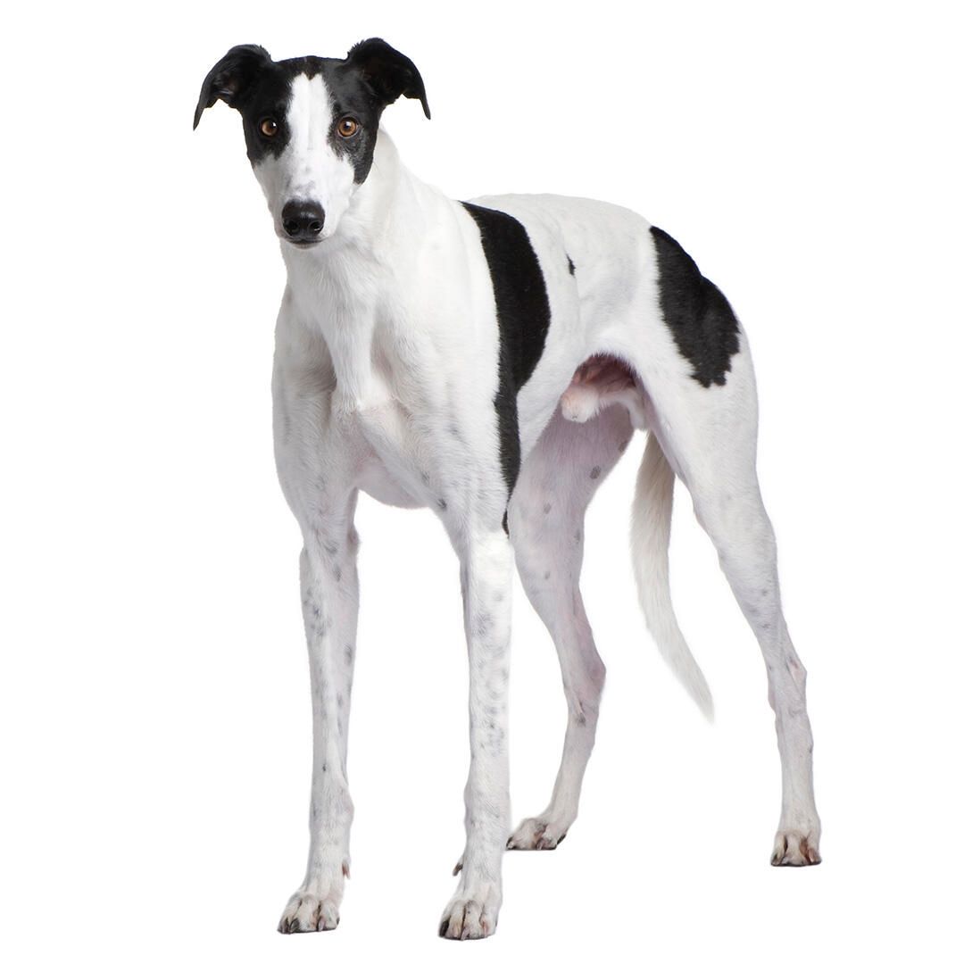 are greyhounds good as pets