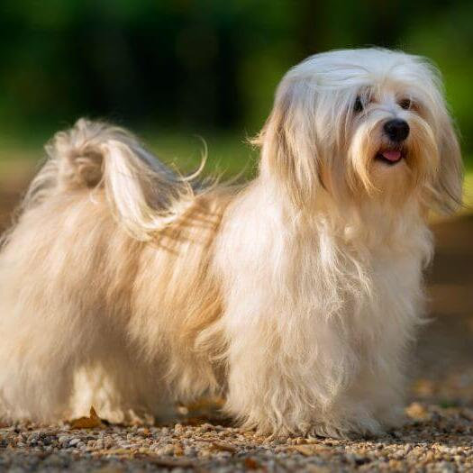 Havanese store family dog