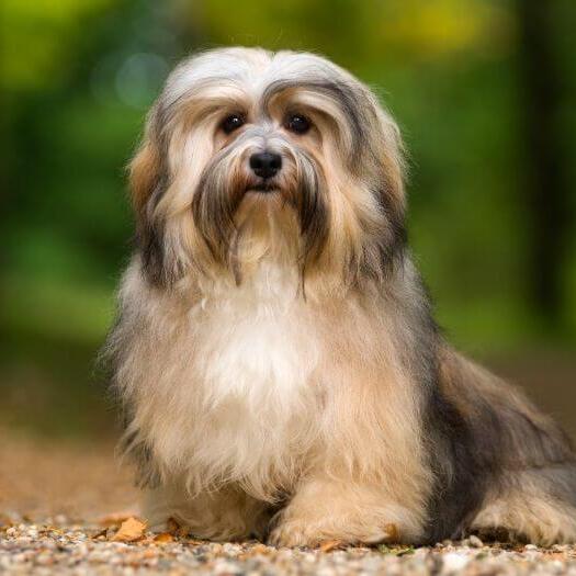 Havanese Dog Breed Information Purina UK