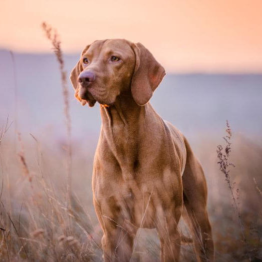 best dog food for vizsla puppy