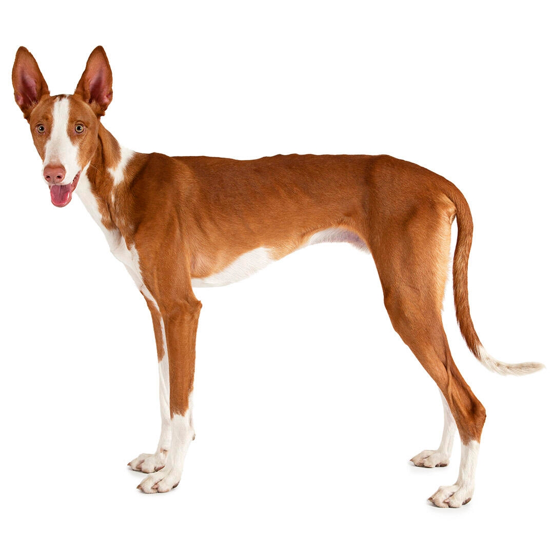 can ibizan hound be white