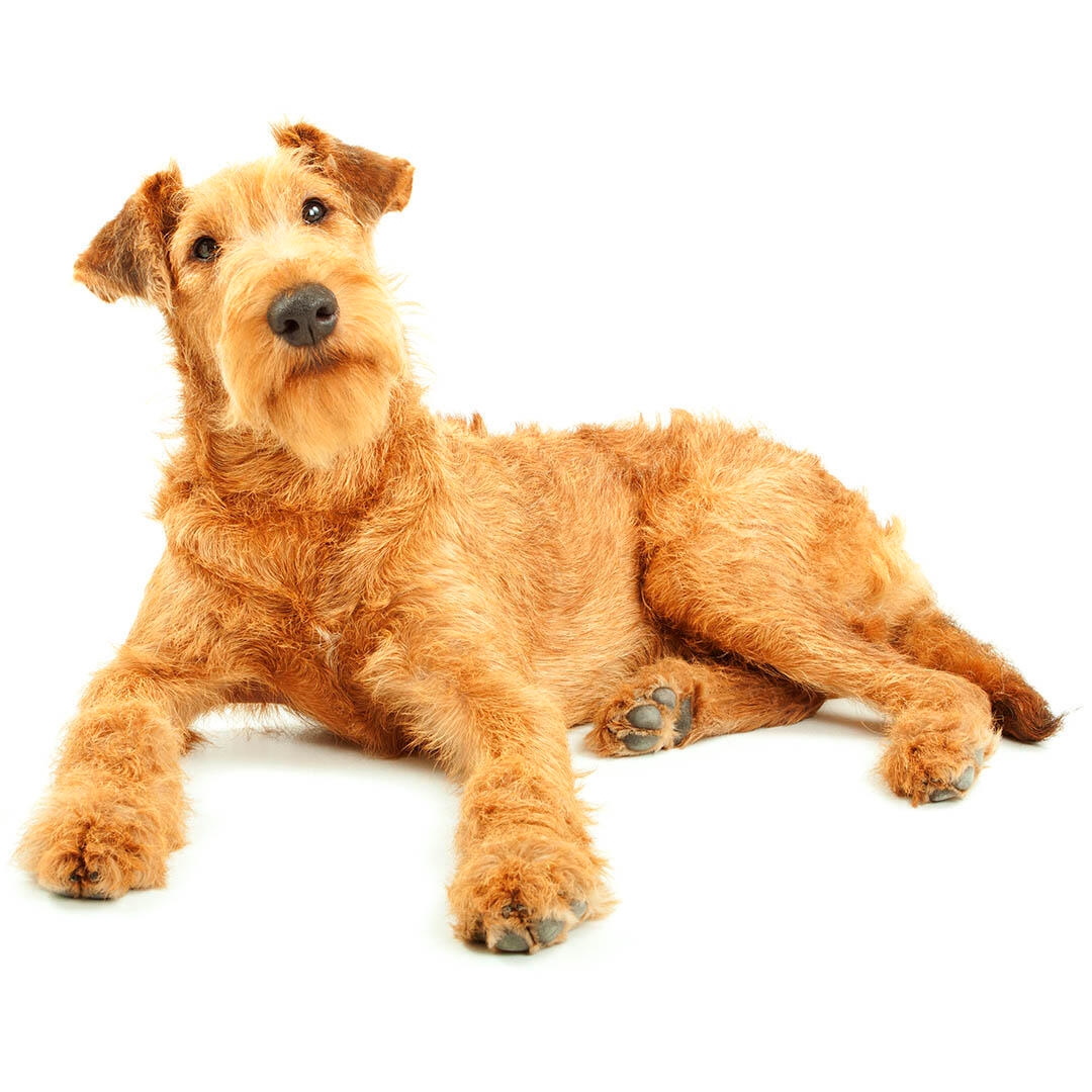 how big do irish terriers get