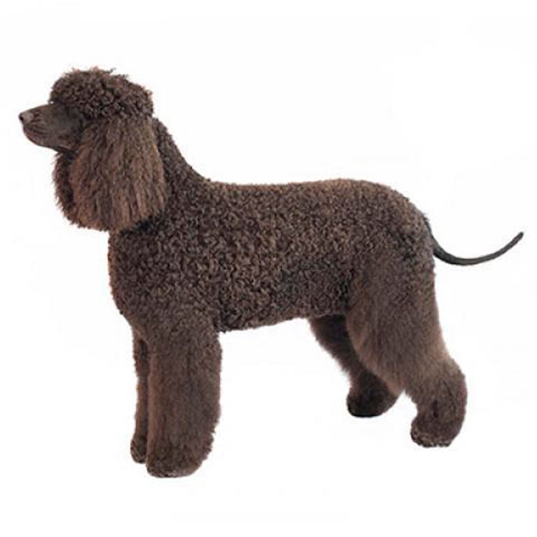 Irish water store spaniel dog breeds