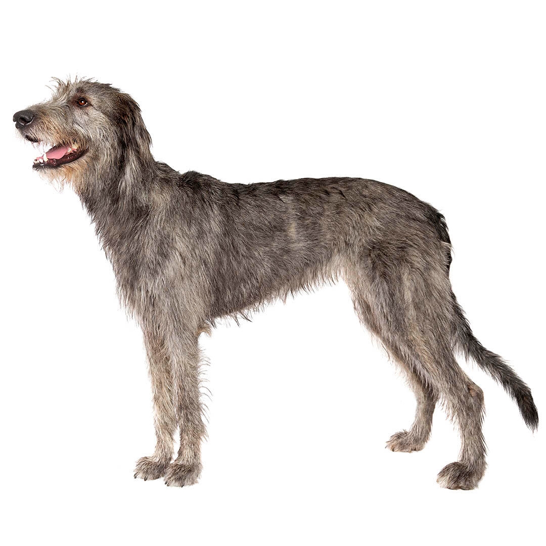 full grown irish wolfhound