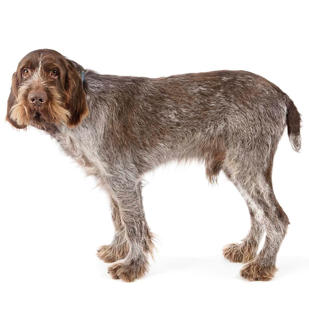 Dog breed hot sale spinone italiano