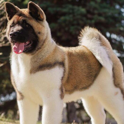 large akita dog