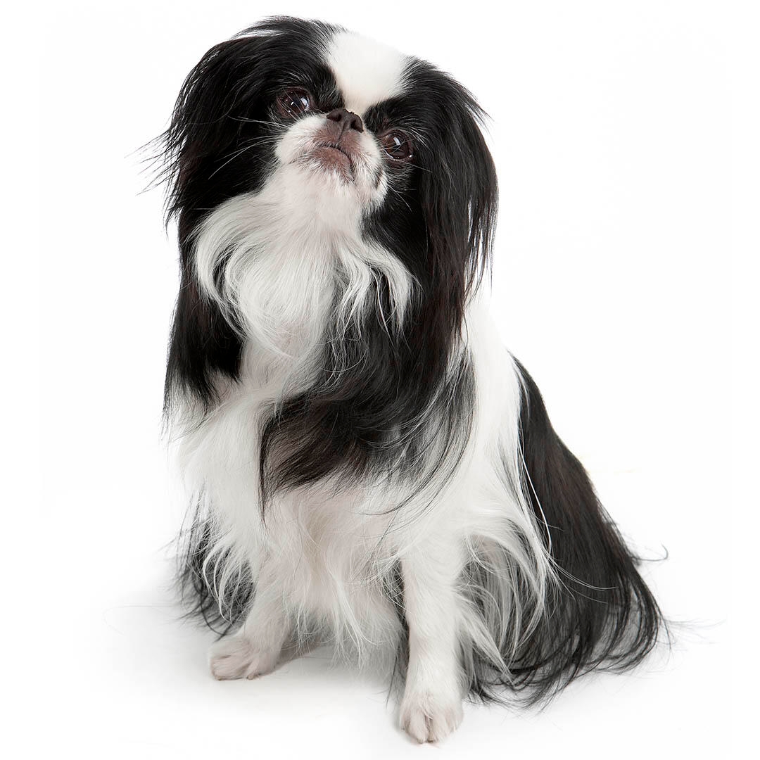 Japanese Chin Dog Breed